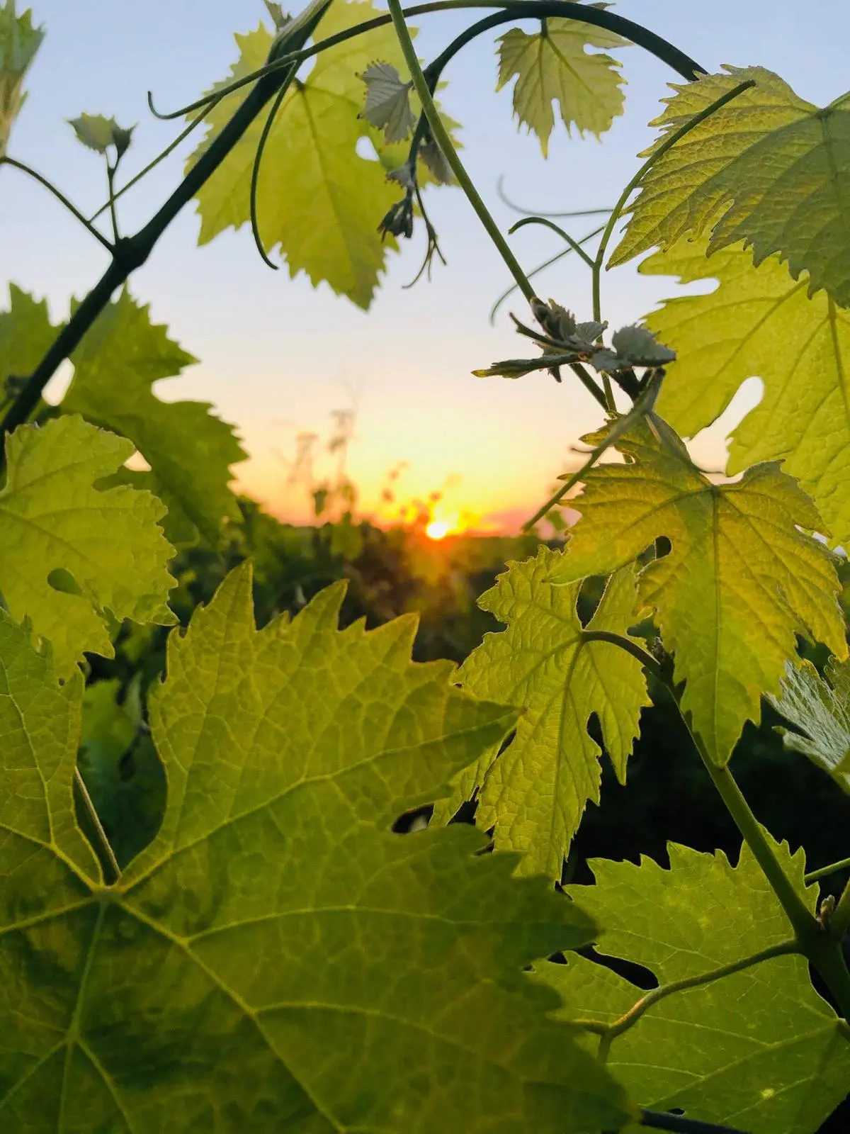 image of food presentation at a food truck event