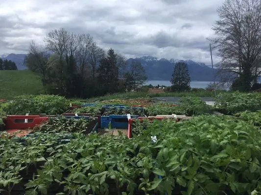 image of food presentation at a food truck event